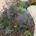 Front garden planting scheme, Milcombe Front garden planting scheme, Milcombe