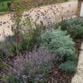 Front garden planting scheme, Milcombe