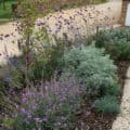 Front garden planting scheme, Milcombe Front garden planting scheme, Milcombe