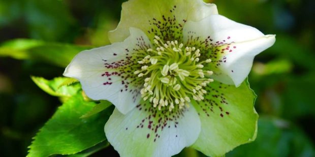 25 Shade Tolerant plants ideal for UK gardens