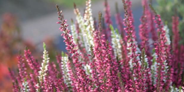 Top 5 best winter-flowering plants for the garden